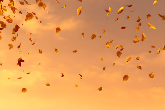 Golden leaves falling in the autumn season against a warm orange and yellow colored sky background