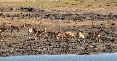 Obraz premium Impala