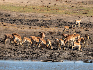 Obraz premium Impala