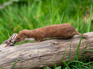 A Weasel Standing on a Log