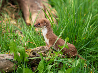 A Weasel Standing on a Log