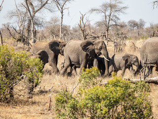Fototapeta premium Elefant
