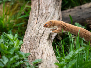 Weasel Jumping Ovewr a Log