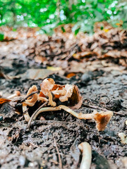 Close-up of brown mushrooms growing on moist soil surrounded by fallen leaves and greenery, showcasing the beauty of nature and the forest ecosystem