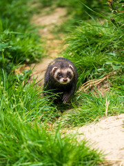 A Polecat Running in Grass