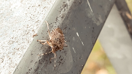 Close-up of a brown insect with textured shell, resting on a metallic surface, showcasing intricate details and natural camouflage in its environment