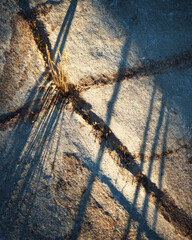 Fine Art Macro: Intricate Micro-Patterns of Reed Shadows on Stone Surface