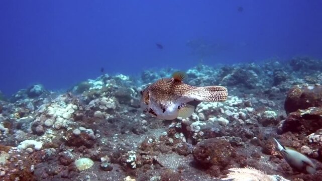 map puffer fish