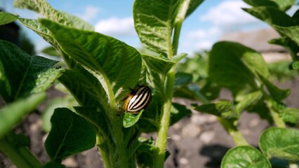 Colorado potato beetle pest crawling on potato plant leaf