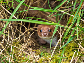 Close Up of a Weasel
