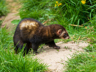 A Polecat Running in Grass