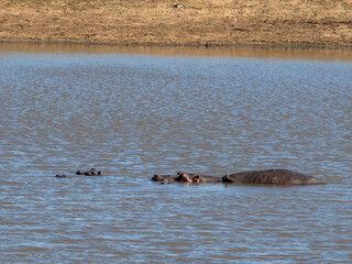 Fototapeta premium Flusspferd