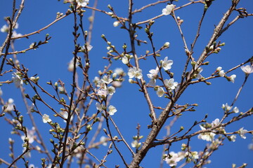 Winter Cherry Blossoms and a Blue Sky