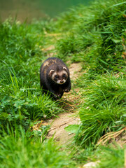 A Polecat Running in Grass