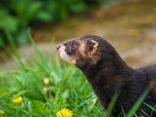 Close up of a Polecat Head