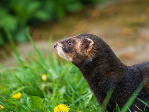 Close up of a Polecat Head - Powered by Adobe