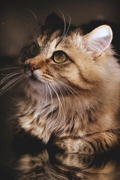 Close-up portrait of cute well fed cat, lounging. Studio shot. . Calmness, tranquil ambiance. Low key effect