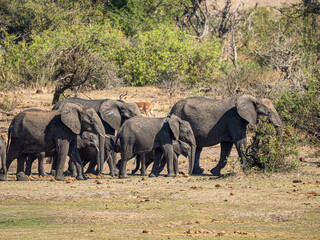 Fototapeta premium Elefant