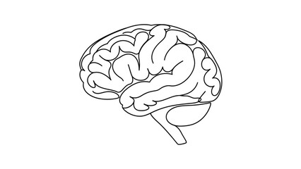 Detailed Line Art Illustration of a Human Brain Anatomy.