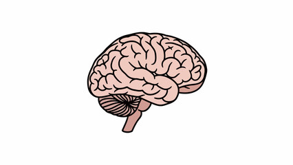 Human Brain Illustration - Anatomy, Structure, and Function of the Central Nervous System.