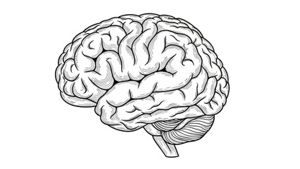 Detailed anatomical illustration of the human brain showcasing its intricate structure.