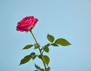 Obraz premium Pink Rose with Green Leaves Soft Blue Background