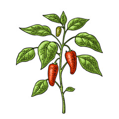 Branch of jalapeno plant with leaf and pepper. Vintage vector engraving color illustration isolated on white