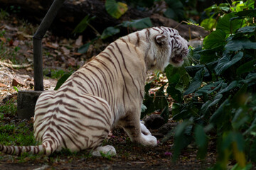 Sumatran tiger in its natural habitat, showcasing distinctive dark stripes, sharp features, and powerful presence, representing Indonesia&rsquo;s endangered wildlife.