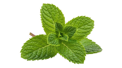 Fresh green mint leaves on black background