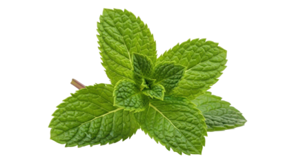 Fresh green mint leaves on black background