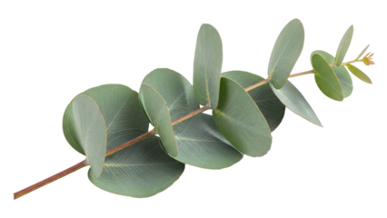 Eucalyptus branch with oval leaves on black background
