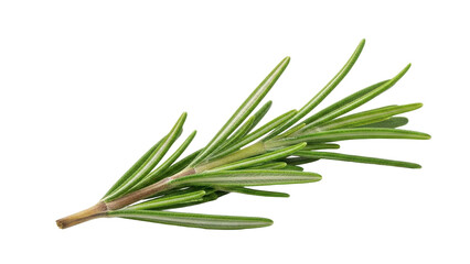 Fototapeta premium Fresh Rosemary Sprig Isolated on Black Background