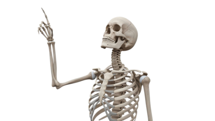 Anatomical skeleton pointing upwards on black background