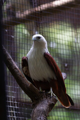 an eagle sitting quietly in a cage