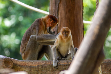 The proboscis monkey is a long-nosed primate endemic to Borneo. Its scientific name is Nasalis larvatus. This species is known for its uniquely large, pendulous nose, especially in adult males.
