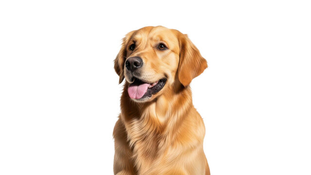 Happy Golden Retriever Dog Portrait Black Background