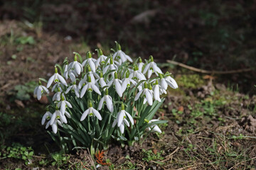 Schneegl&ouml;ckchen ragen aus dem Erdreich
