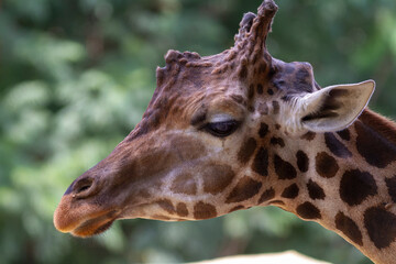 Close-up of a giraffe’s head showing detailed facial features, long eyelashes, and unique patterns, captured in natural light and a soft background.