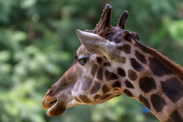 Close-up of a giraffe’s head showing detailed facial features, long eyelashes, and unique patterns, captured in natural light and a soft background.