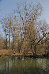 Alte B&auml;ume bei Hochwasser am Alt-Rhein