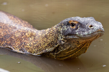 Komodo dragon resting on the ground, showing its massive size, rough scaly skin, and prehistoric look, found in Komodo Island, Rinca, Flores, and surrounding Indonesian habitats.