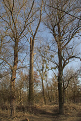 Alte B&auml;ume am Altrhein