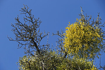 Misteln im Ge&auml;st von B&auml;umen