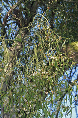 Misteln im Ge&auml;st von B&auml;umen