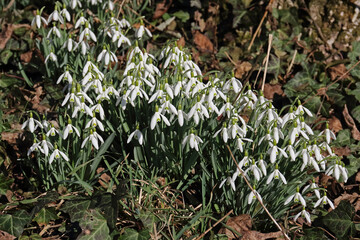 Ein kleines Fleckchen Schneegl&ouml;ckchen