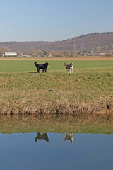 zwei spielende Hunde am Bach