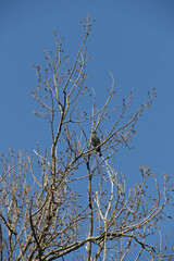 Kormoran im Geäst eines Baumes