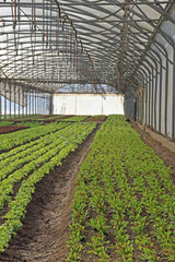 Gew&auml;chshaus mit diversen Anpflanzungen