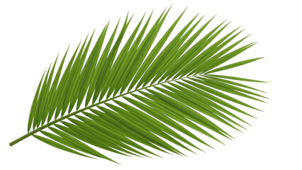 Obraz premium Vibrant Green Palm Leaf Against Black Background
