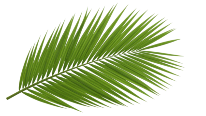 Vibrant Green Palm Leaf Against Black Background